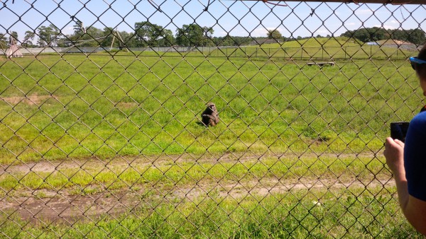 Baboon... / IMG_20150822_142129.jpg IMG_20150822_142129.jpg