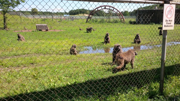 Ah. The baboons found part of the Great American Scream Machine. / IMG_20150822_142246.jpg IMG_20150822_142246.jpg